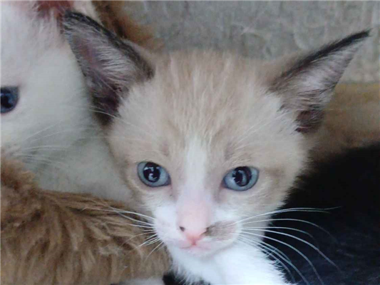 Gato para adoção Fêmea Pequeno 2 a 6 meses