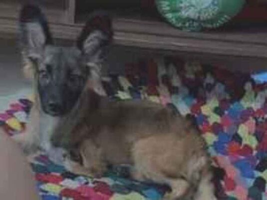 Cachorro cão para adoção Macho Médio  2 a 6 meses 