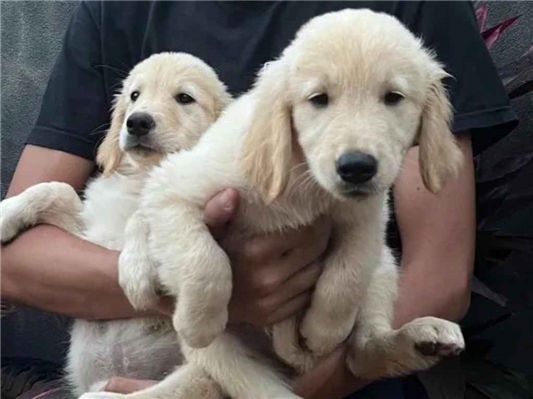 Cachorro cão para adoção Macho Pequeno Abaixo de 2 meses 