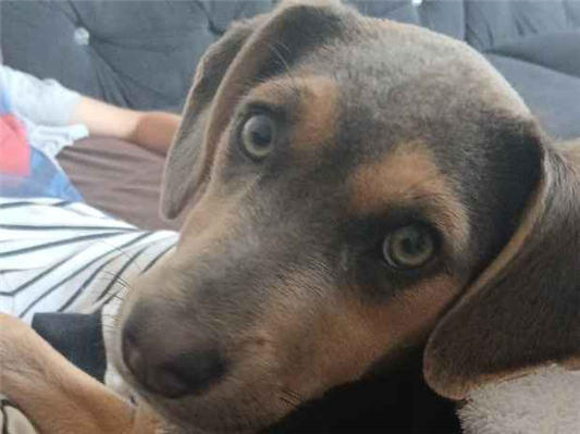 Cachorro cão para adoção Fêmea Médio  7 a 11 meses 