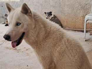 Cachorro cão para adoção Macho Médio  2 anos 