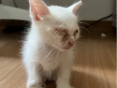 Gato SRD-ViraLata Pequeno Abaixo-de-2-meses