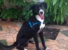 Cachorro cão para adoção Macho Médio  7 a 11 meses 