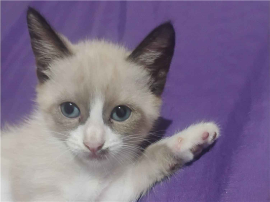 Gato para adoção Fêmea Pequeno Abaixo de 2 meses