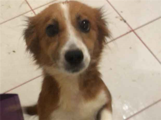 Cachorro cão para adoção Fêmea Pequeno 1 ano 