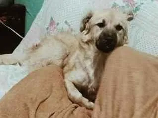 Cao Dogue Alemão Medio 1-ano