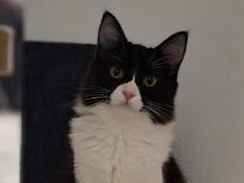 Gato Procura-Perdido Fêmea Pequeno 7 a 11 meses 