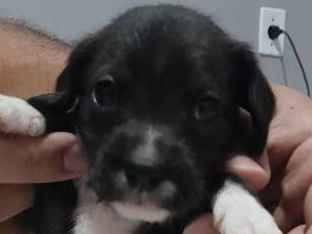 Cachorro cão para adoção Macho Médio  Abaixo de 2 meses 
