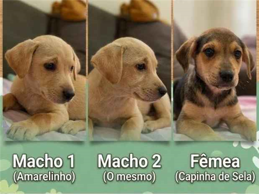 Cachorro cão para adoção Ambos Pequeno 2 a 6 meses 