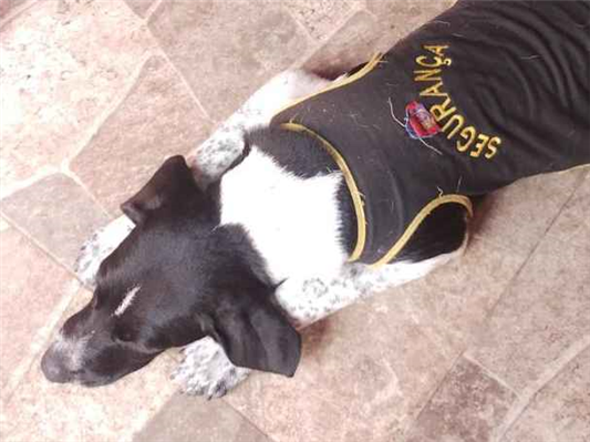 Cachorro cão para adoção Macho Médio  7 a 11 meses 