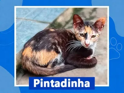 Gato SRD-ViraLata Pequeno 7-a-11-meses