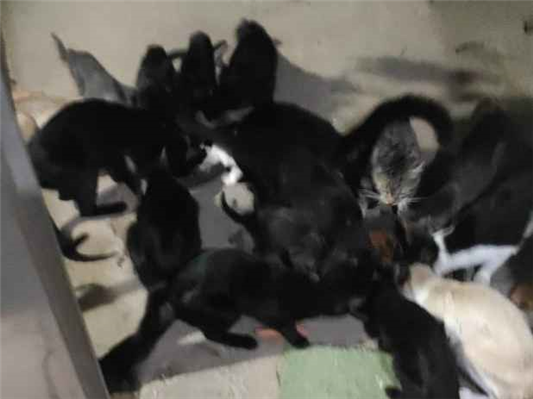 Gato para adoção Ambos Pequeno 2 a 6 meses