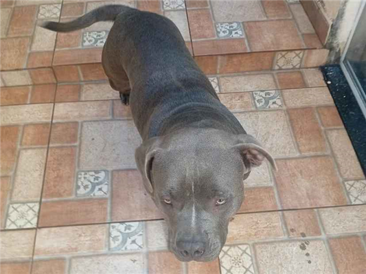 Cachorro cão para adoção Fêmea Médio  1 ano 