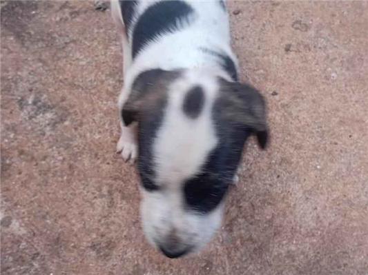Cachorro cão para adoção Macho Médio  Abaixo de 2 meses 