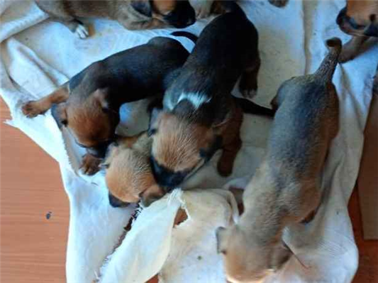 Cachorro cão para adoção Ambos Pequeno Abaixo de 2 meses 