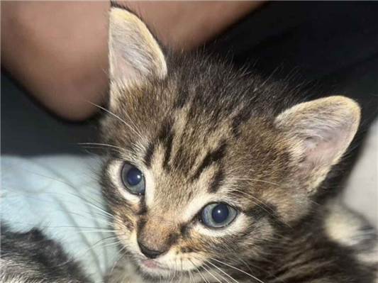 Gato para adoção Macho Pequeno Abaixo de 2 meses