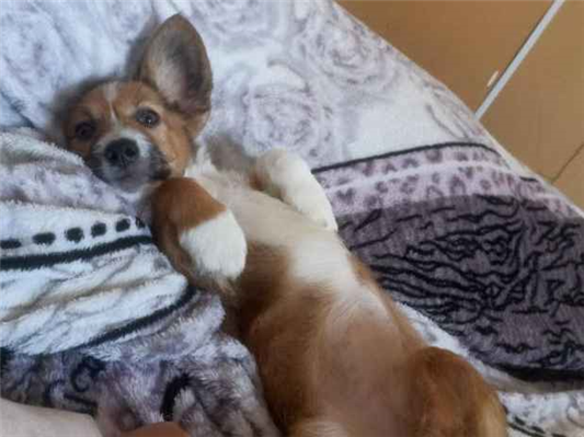 Cachorro cão para adoção Fêmea Médio  2 a 6 meses 