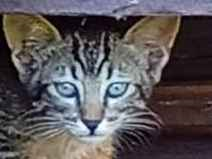 Gato para adoção Ambos Pequeno Abaixo de 2 meses