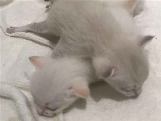 Gato para adoção Ambos Pequeno Abaixo de 2 meses