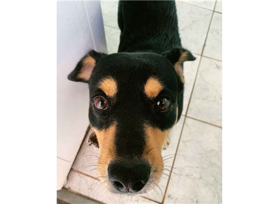 Cachorro cão para adoção Macho Médio  5 anos 