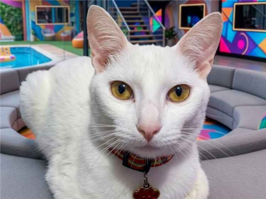 Gato para adoção Macho Pequeno 7 a 11 meses