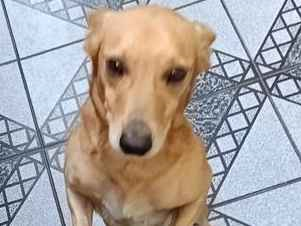 Cachorro cão para adoção Macho Médio  3 anos 