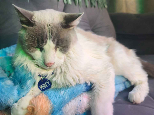 Gato para adoção Macho Grande 4 anos