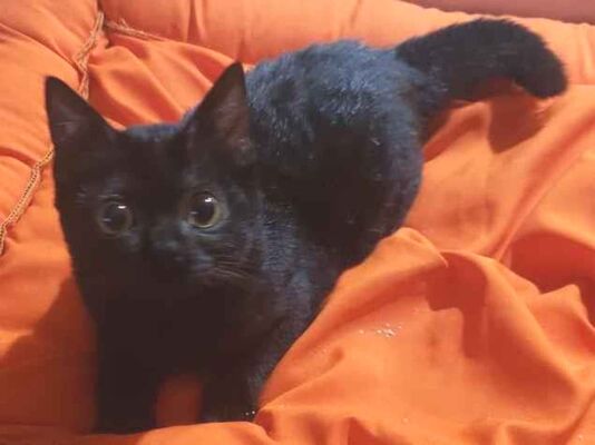 Gato para adoção Fêmea Pequeno 2 a 6 meses