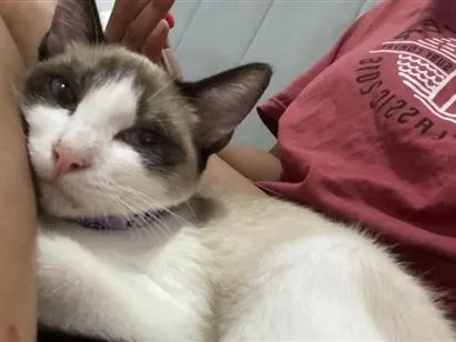 Gato SRD-ViraLata Pequeno 7-a-11-meses