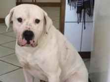 Cachorro cão para adoção Macho Grande 2 anos 