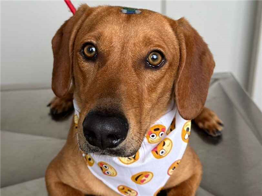 Cachorro cão para adoção Macho Médio  2 a 6 meses 