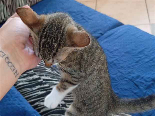 Gato para adoção Ambos Pequeno 2 a 6 meses