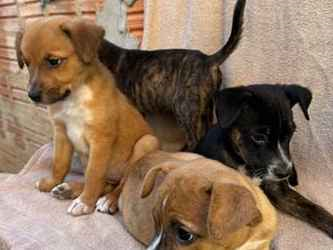 Cachorro cão para adoção Ambos Médio  2 a 6 meses 