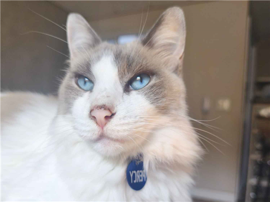 Gato para adoção Macho Médio 5 anos