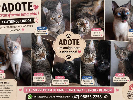 Gato para adoção Ambos Médio 1 ano