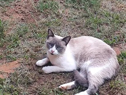 Gato SRD-ViraLata Medio 2-a-6-meses