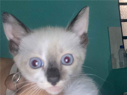 Gato para adoção Ambos Pequeno Abaixo de 2 meses