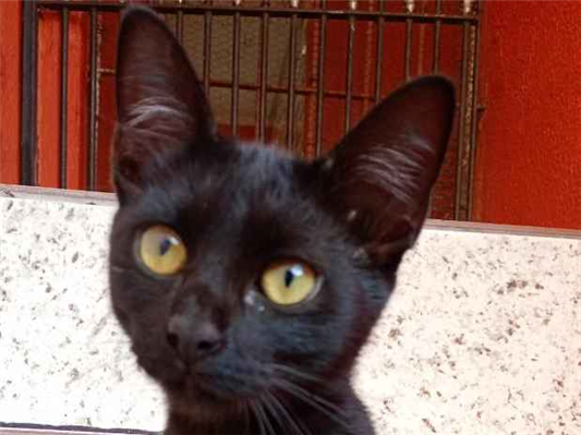 Gato para adoção Fêmea Pequeno 2 a 6 meses