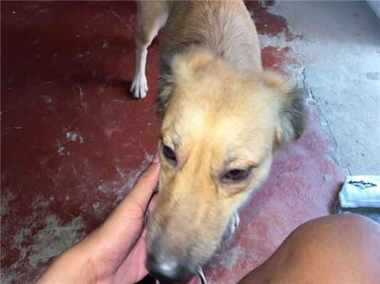 Cachorro cão para adoção Ambos Médio  1 ano 