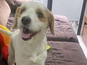 Cachorro cão para adoção Macho Médio  3 anos 