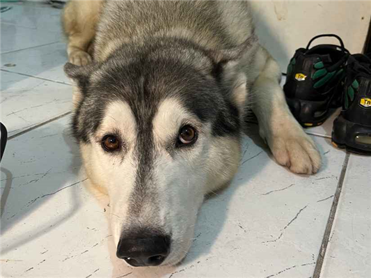 Cachorro cão para adoção Macho Médio  2 anos 