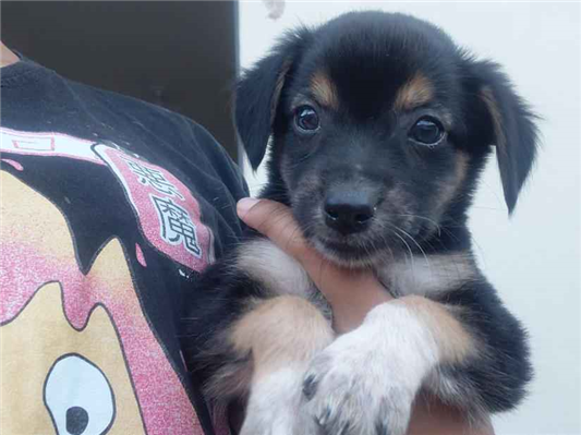 Cachorro cão para adoção Ambos Médio  Abaixo de 2 meses 