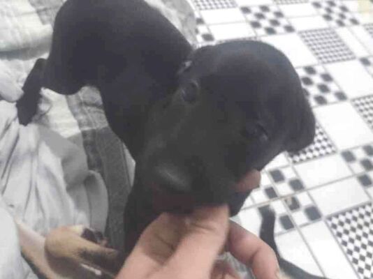 Cachorro cão para adoção Ambos Médio  Abaixo de 2 meses 