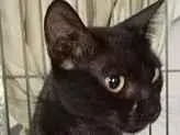 Gato SRD-ViraLata Medio 1-ano