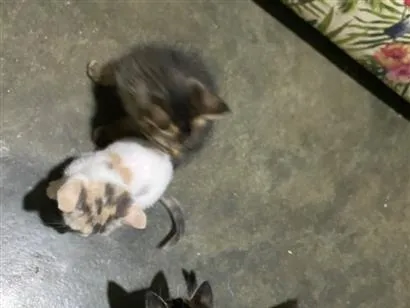 Gato SRD-ViraLata Pequeno 2-a-6-meses