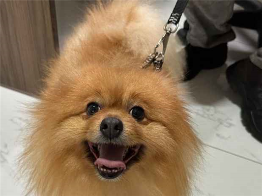 Cachorro cão para adoção Ambos Pequeno 6 anos Acima 