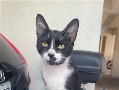 Gato para adoção Macho Pequeno 2 a 6 meses