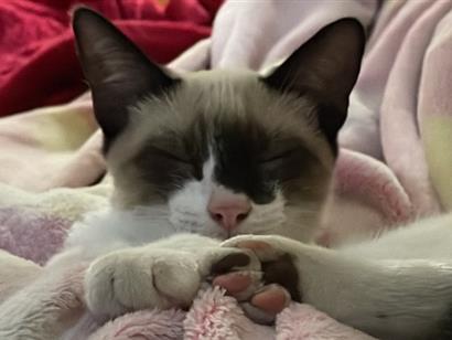 Gato para adoção Macho Pequeno 2 a 6 meses