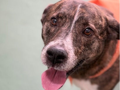 Cachorro cão para adoção Macho Médio  4 anos 