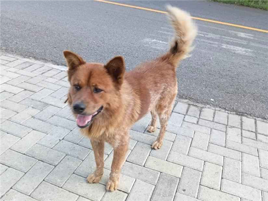 Cachorro cão para adoção Macho Médio  2 a 6 meses 